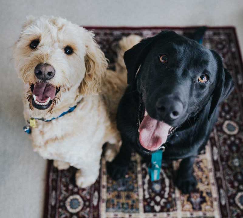 Veterinarian in Kent, WA